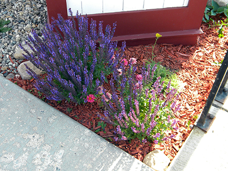 Front Garden