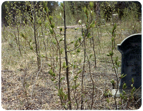 The Hebrew Cemetery in its neglected state being reclaimed by the forest. Date unknown.